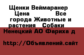 Щенки Веймаранер › Цена ­ 40 000 - Все города Животные и растения » Собаки   . Ненецкий АО,Фариха д.